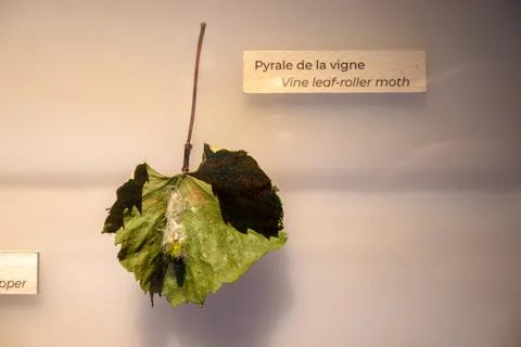 Example of grape leaves sickness or problems, grapevine leaf-roller moat of.. Stock Photos