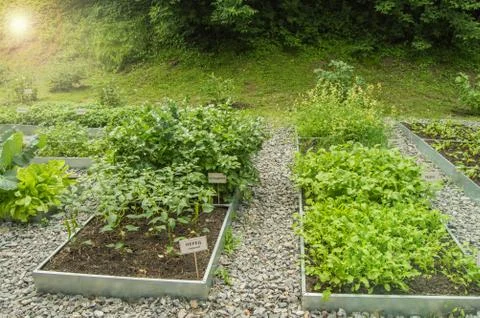 Example of growing herbs on a vegetable bed of arugula, dill, chard, on the n Stock Photos