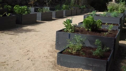 An example of how to grow plants in wooden boxes. Stockbeeldmateriaal 253748155