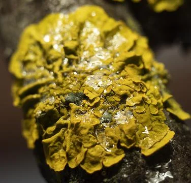 Example of lichen yellow Stock Photos
