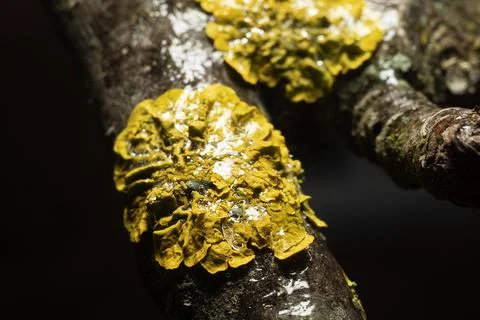 Example of lichen yellow Stock Photos