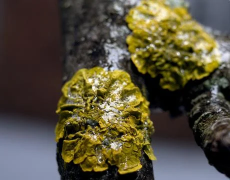 Example of lichen yellow Foto stock