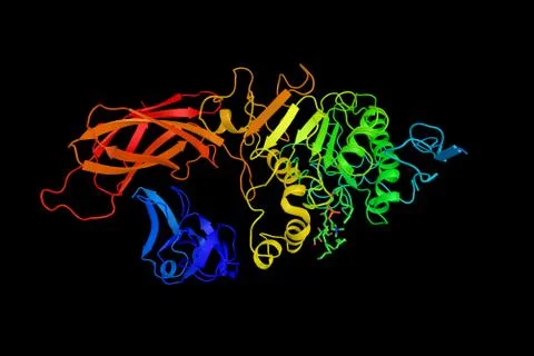 Example of PLAT/LH2 domain, a protein domain found in a variety of membrane.. Ilustración de archivo