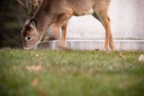 An Example of Producing Motion Blur with Slow Shutter Speed with the Buck Fac Stock Photos