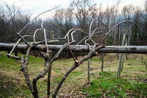 Example of pruning a kiwi plant Stock Photos
