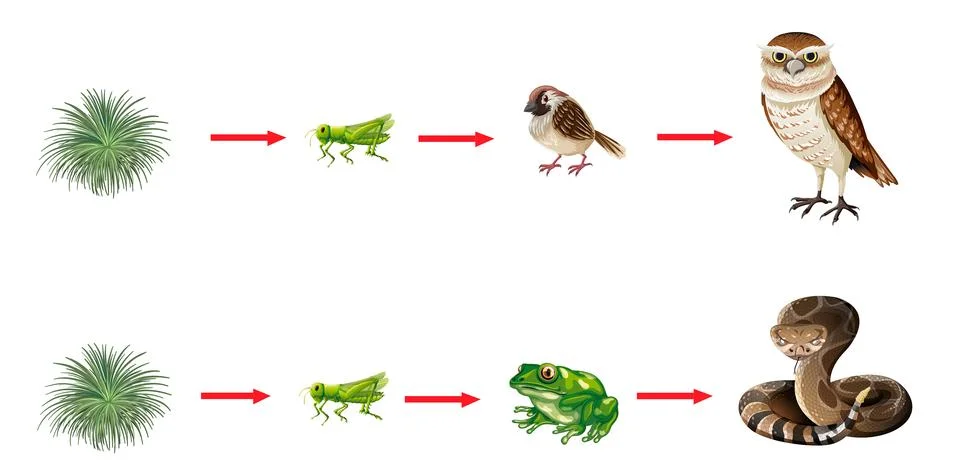 Examples of Food Chains in an Ecosystem Stock Illustration