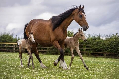 Exc Print Before Web / Colts Now Named As Shock Wave (larger Foal) And Master Bl Stock Photos