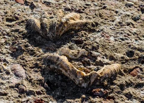 Excavated shell grew into stone close up Stock Photos