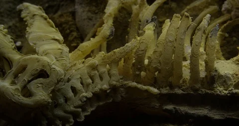 Excavating bones dinosaur in the sand, Skeleton Stock Footage 102484030