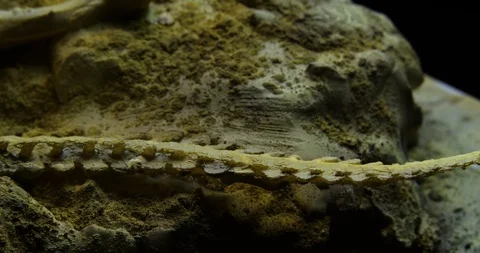 Excavating bones dinosaur in the sand, Skeleton Stock Footage 102484312