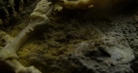 Excavating bones dinosaur in the sand, Skeleton Stock Footage 102484489