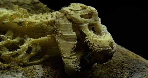 Excavating bones dinosaur in the sand, Skeleton Stock Footage 102484672