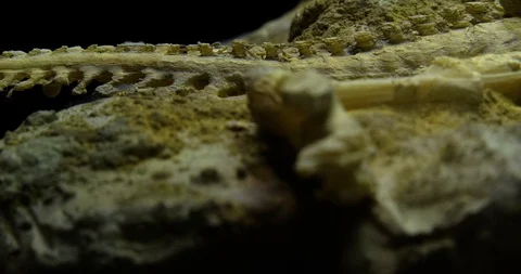 Excavating bones dinosaur in the sand, Skeleton Stock Footage 102484798