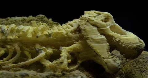 Excavating bones dinosaur in the sand, Skeleton Stock Footage 102484963