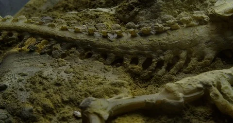 Excavating bones dinosaur in the sand, Skeleton Stock Footage 102485031