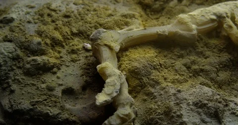 Excavating bones dinosaur in the sand, Skeleton Stock Footage 102486692