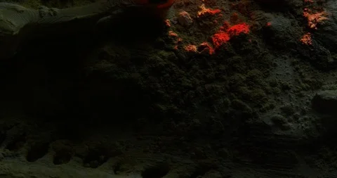 Excavating bones dinosaur in the sand, Skeleton Stock Footage 102487598