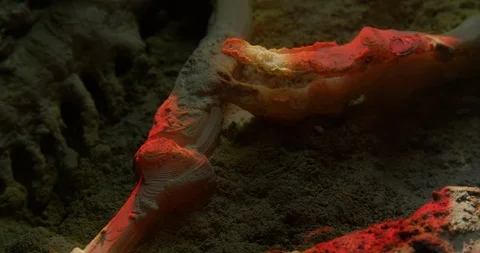 Excavating bones dinosaur in the sand, Skeleton Stock Footage 102488534