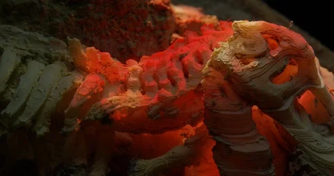 Excavating bones dinosaur in the sand, Skeleton Stock Footage 102490245