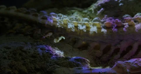 Excavating bones dinosaur in the sand, Skeleton Stock Footage 102490561