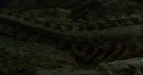 Excavating bones dinosaur in the sand, Skeleton Stock Footage 102491067