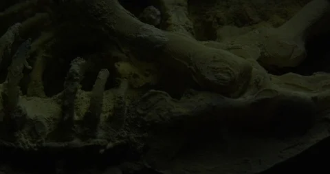Excavating bones dinosaur in the sand, Skeleton Stock Footage 102492049