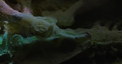 Excavating bones dinosaur in the sand, Skeleton Stock Footage 102492377