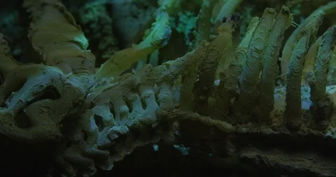 Excavating bones dinosaur in the sand, Skeleton Stock Footage 102492691