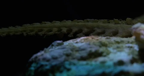 Excavating bones dinosaur in the sand, Skeleton Stock Footage 102493619