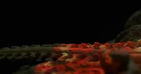 Excavating bones dinosaur in the sand, Skeleton Stock Footage 102493960