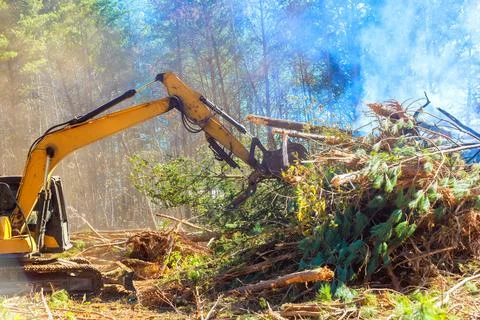 Excavator actively clears tree branches debris in forest dust rises as machinery Stock Photos