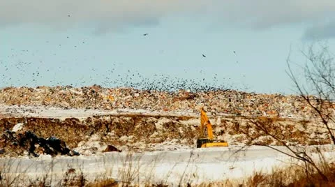 Excavator and packs of crows  on a garbage dump Video stock 22200243