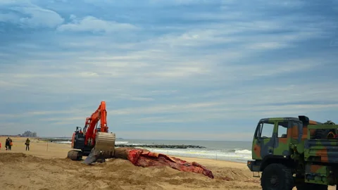 Excavator approaches the huge carcass of the dead whale on the shore. Machine Stock Footage 333413051