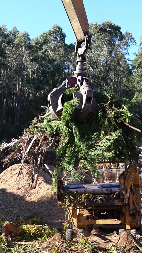 Excavator claw loading wood chipper with green waste in slow motion Stock Footage 313924333