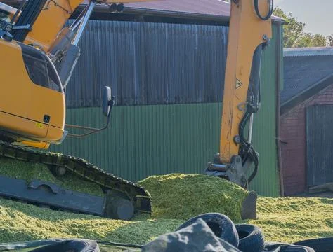 Excavator distributes corn on a corn silage during the corn harvest Stock Photos
