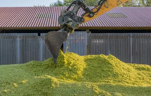 Excavator distributes corn on a corn silage during the corn harvest Stock Photos