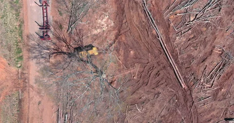 Excavator grapple loading log trees in traller truck during land clearing for Stock Footage 195195363