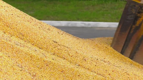 Excavator loader bucket loading grain, close up Stock Footage 111719749