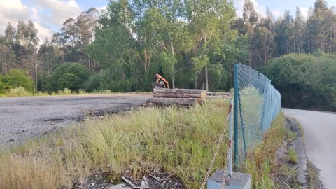 Excavator loading cut tree trunks in forestry industry area Stock Footage 342348080