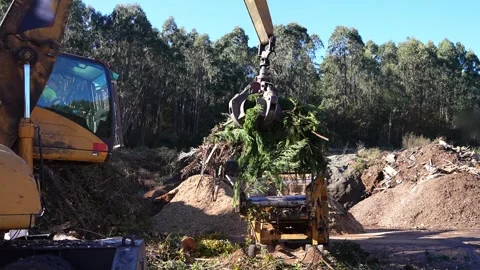 Excavator loading wood chipper with tree branches in slow motion Stock Footage 313917933