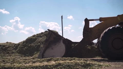 Excavator Prepares fresh mixed fodder for livestock. Farm. Stock Footage 250092736