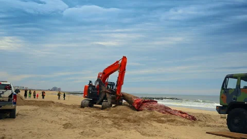 Excavator pulls the carcass of the stranded whale. People in the backdrop taking Stock Footage 333412980