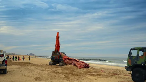 Excavator pulls the dead whale on the sandy beach. Ecological problem issue. Stock Footage 333844313