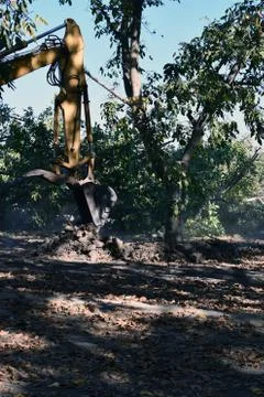 Excavator used to dig up tree Stock Photos