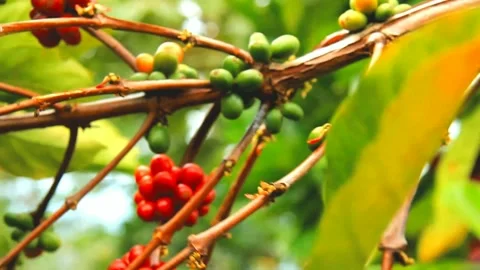Excelas coffee harvest Stock-Footage 159560540