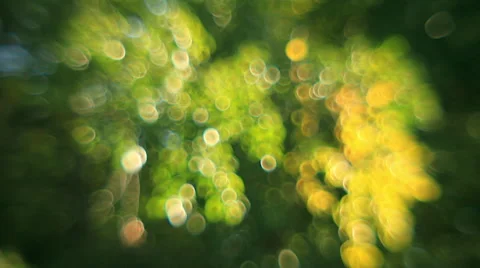Excellent bubbles of defocused tree branch with autumn colored foliage Stock Footage 58451688