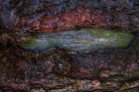 Excellent deep texture of the bark of the tree. Stock Photos