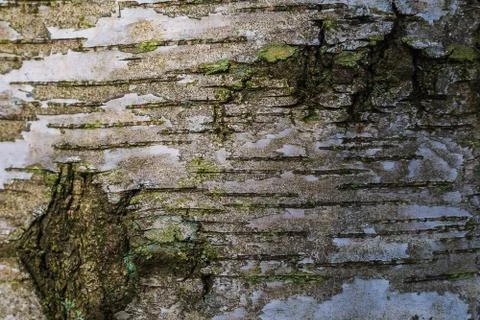 Excellent deep texture of the bark of the tree. Stock Photos