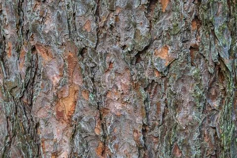 Excellent deep texture of the bark of the tree. Stock Photos