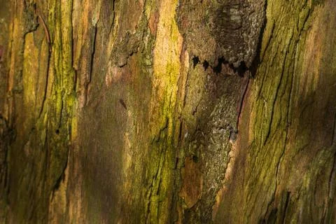 Excellent deep texture of the bark of the tree. Stock Photos